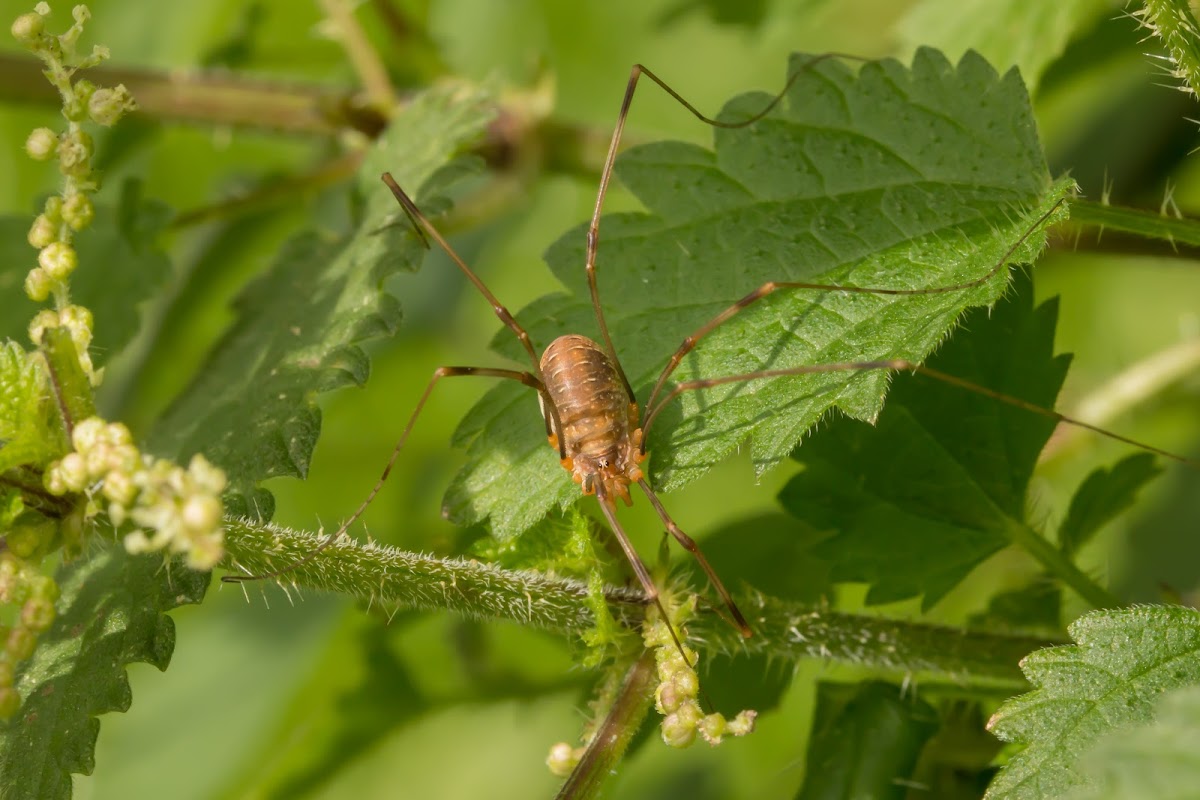 Harvestman