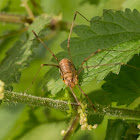 Harvestman