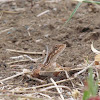 Fan throated Lizard