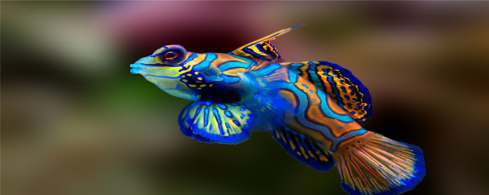 tropical fish Themes & New Tab marquee promo image