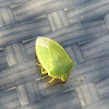 Green Stink Bug