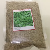 Hạt Giống Cỏ Lá Gừng Dể Trồng F1 - Gói 20 Gram