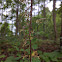 Crane Fly Orchid