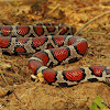 Eastern milk snake