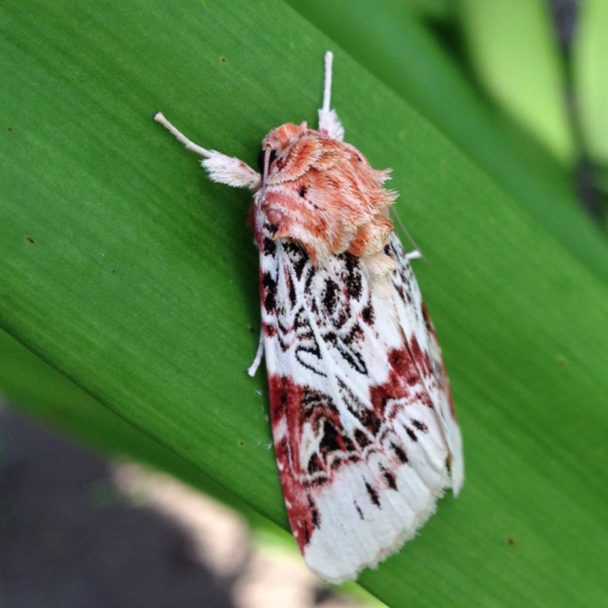 Lily Caterpillar Moth