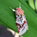 Lily Caterpillar Moth