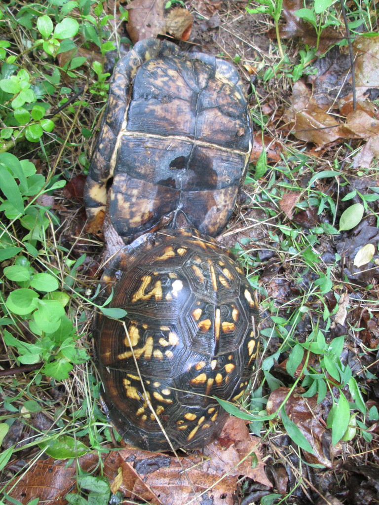 Eastern Box Turtle