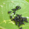 Multicolored Asian Lady Beetle