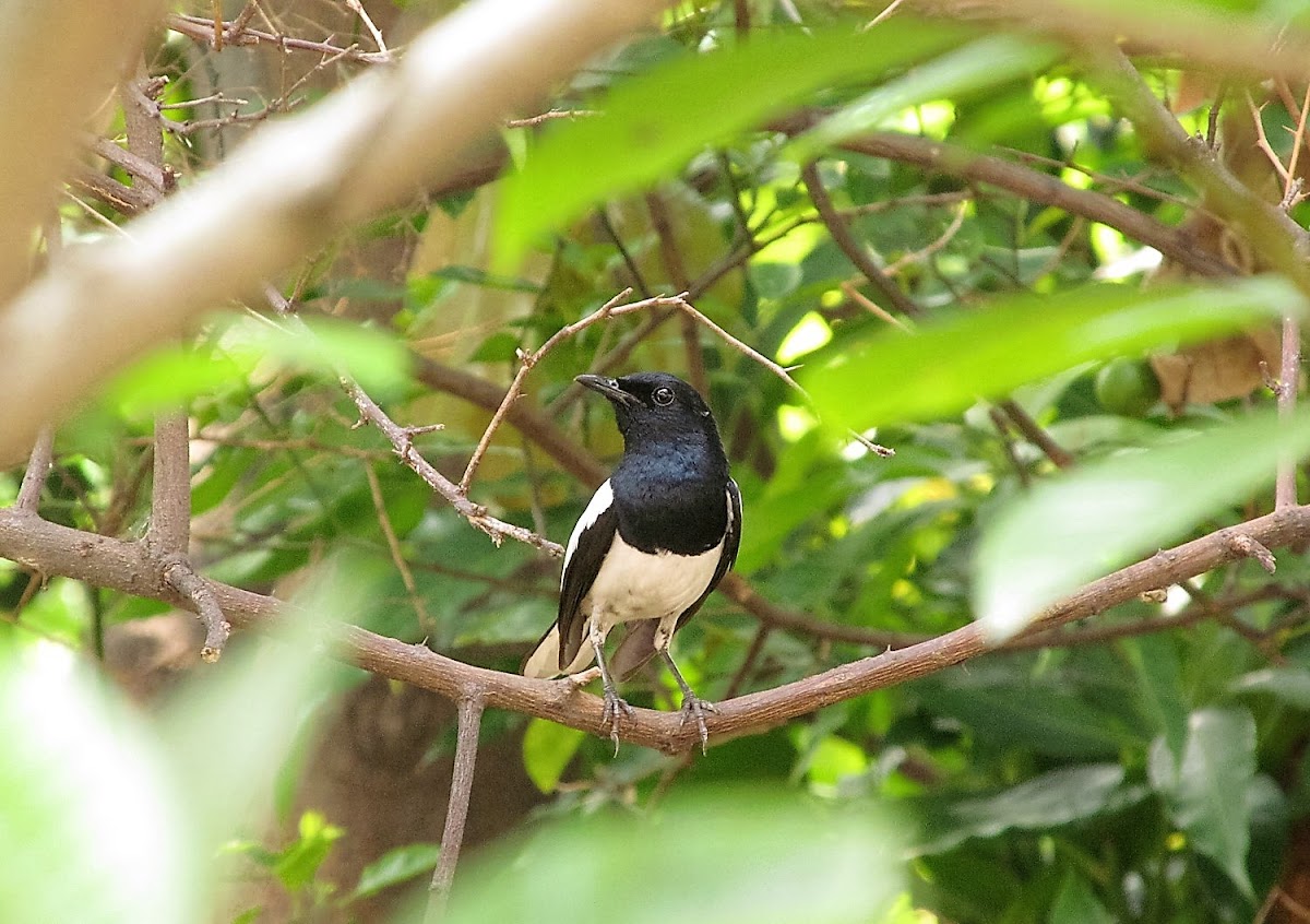 Oriental Magpie Robin