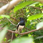 Oriental Magpie Robin