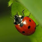 lady bug