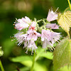 Virginia Waterleaf