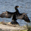 Cormorant; Cormorán Grande