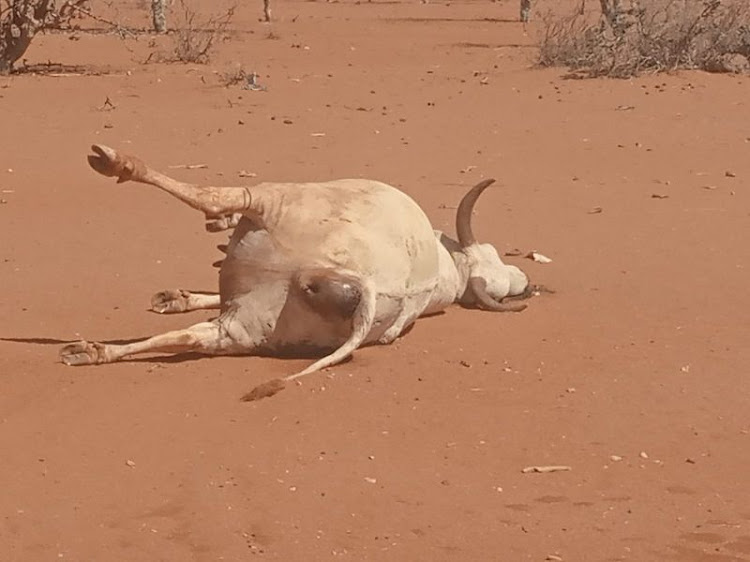 A carcass in Lagdera subcounty, Garissa.