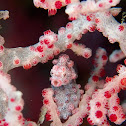 Bargibanti Pygmy Seahorse