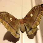 Polyphemus Moth