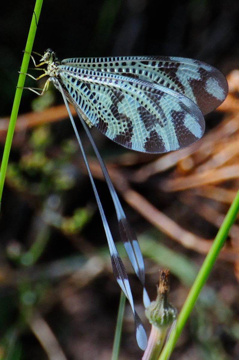 Spoonwing; Duende