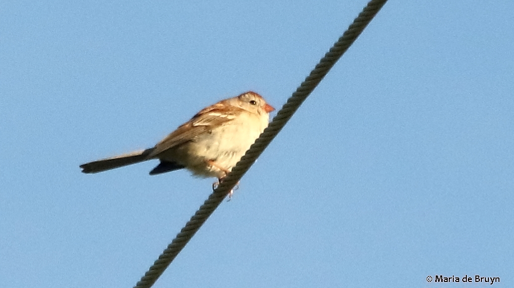 Field sparrow