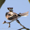 Long-tailed Tit