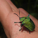 Omocerus tortoise Beetle