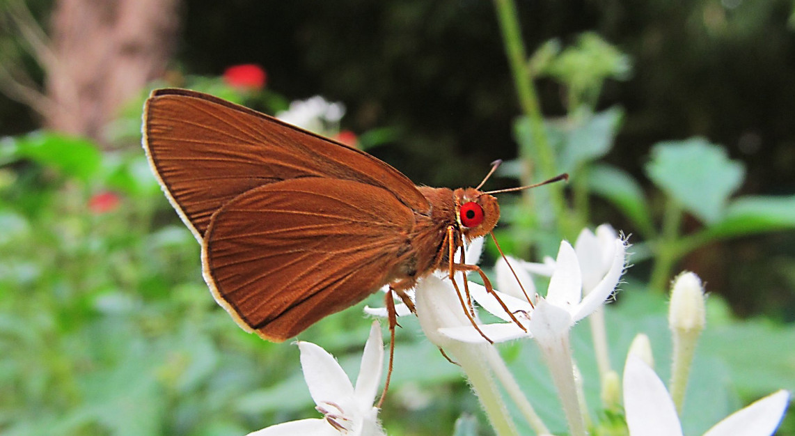 Common Branded Redeye