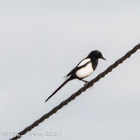 Magpie; Urraca