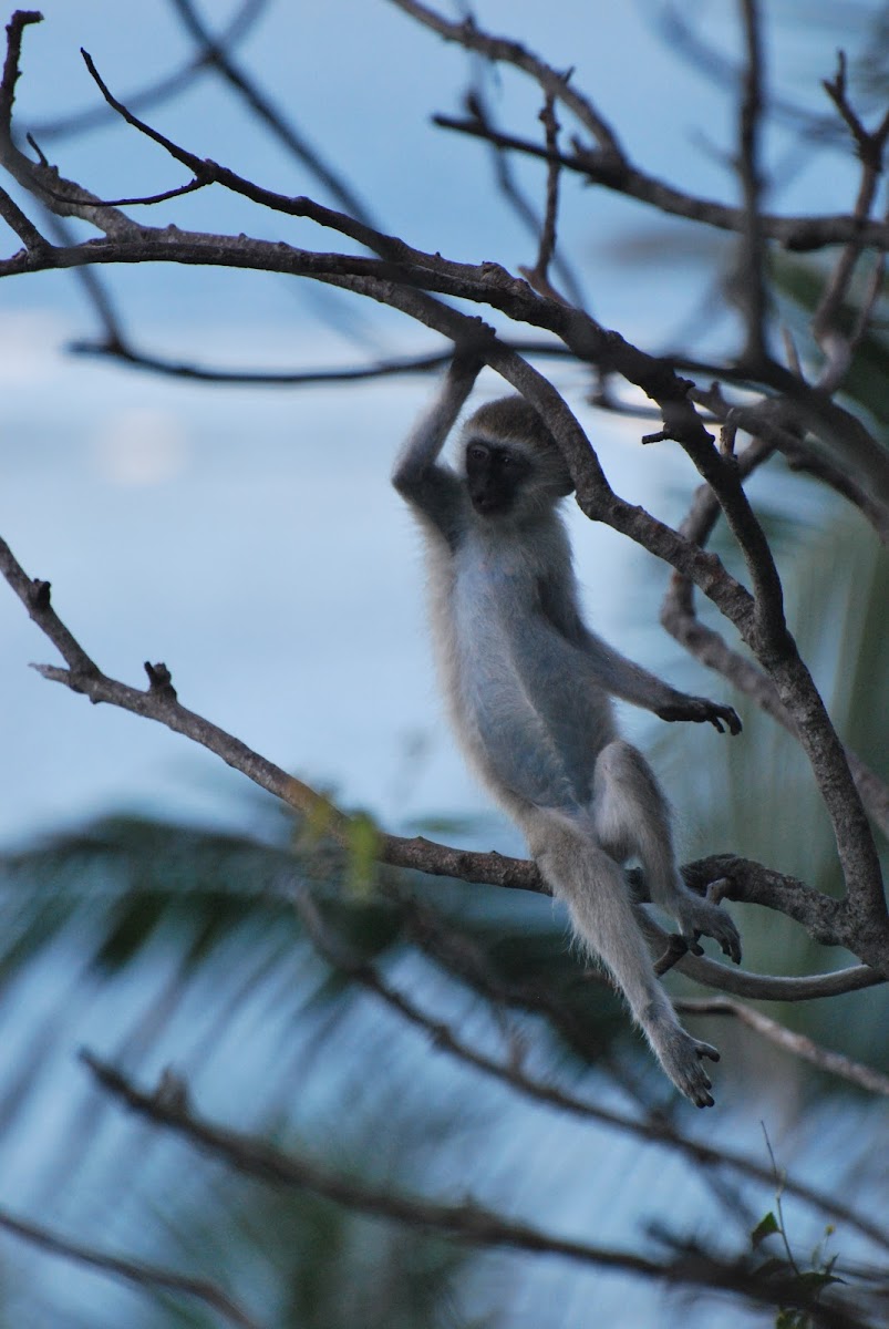 Black-faced Vervet monkey