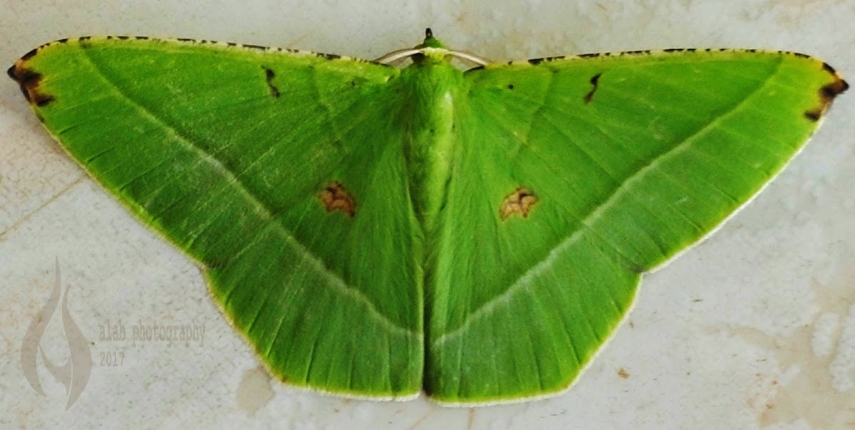 Geometrid moth