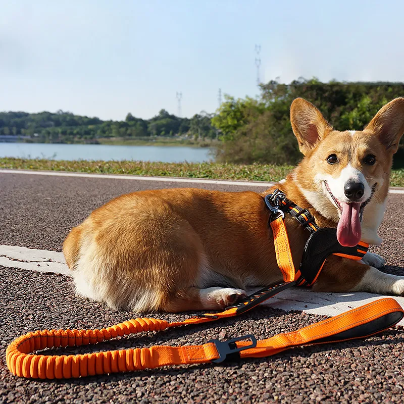 Guinzaglio retrattile riflettente con ammortizzatore e impugnatura per animali domestici, per passeggiate sicure e confortevoli.