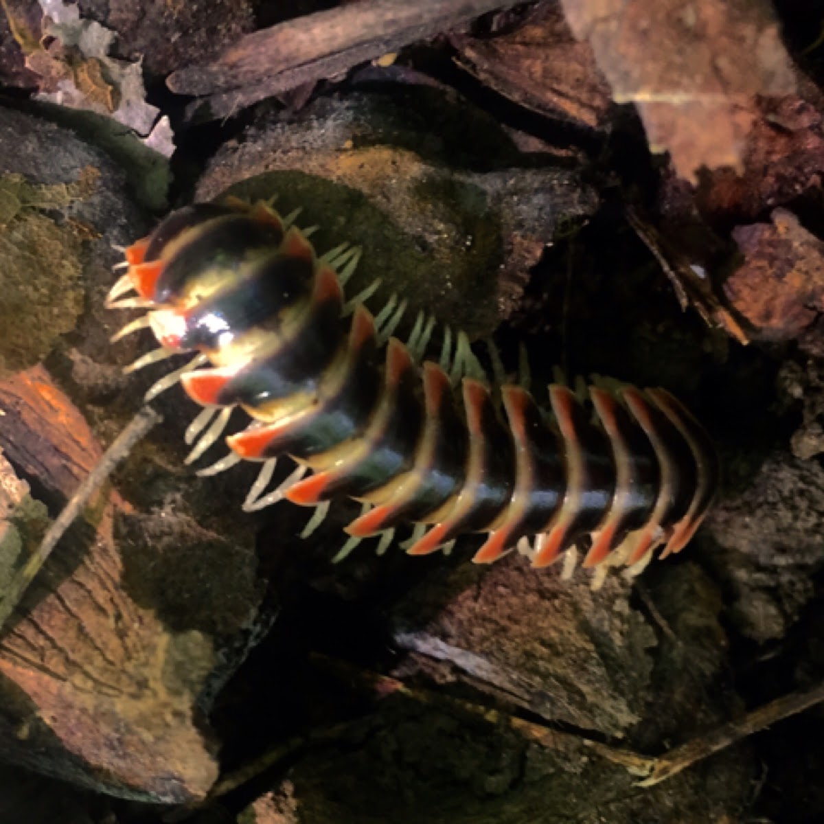 North American Millipede