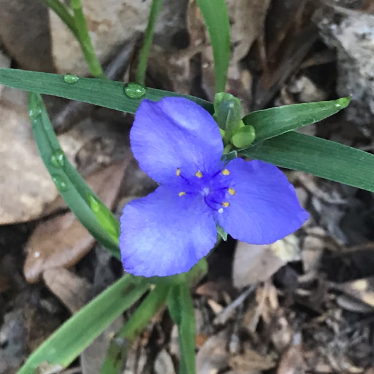 Spiderwort