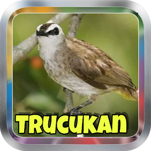 Kicau│Mp3 Trucukan Offline  Icon