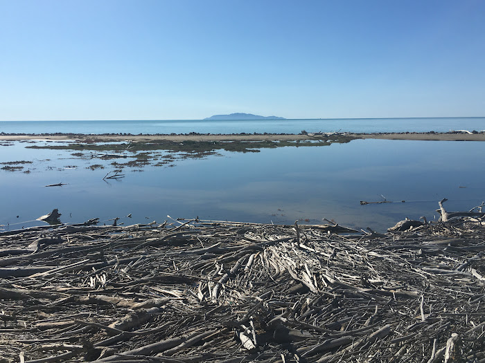 I tronchi contorti, levigati dalle onde, una foresta scompigliata, essiccata e sbiancata dal sole, nel Parco naturale della Maremma, la Bocca d'Ombrone