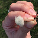 Braconid Wasp cocoons