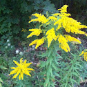 goldenrod