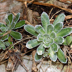 Livelong saxifrage