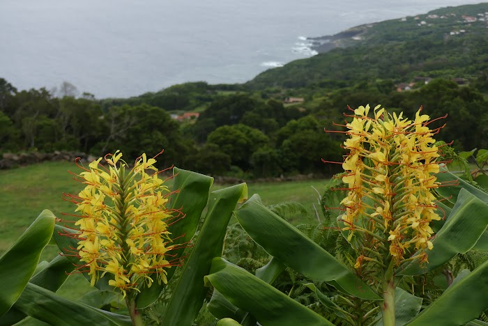 PICO: LLEGADA Y PRIMER DÍA ESQUIVANDO LA LLUVIA - AZORES, 5 ISLAS POR UN PELO: PICO, SÃO JORGE, FAIAL, FLORES Y CORVO (2)