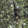 Howler Monkey