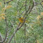 Wilson's Warbler