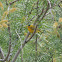 Wilson's Warbler