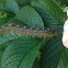 Forest Tent Caterpillar