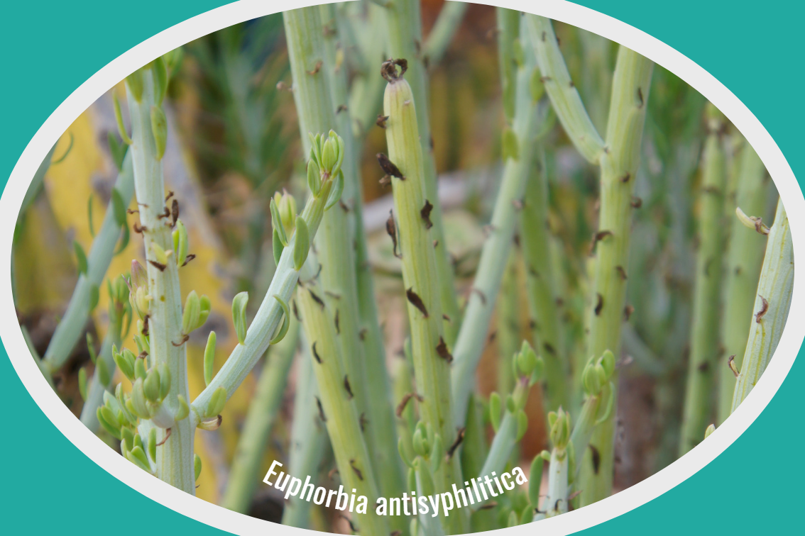 Euphorbia antisyphilitica