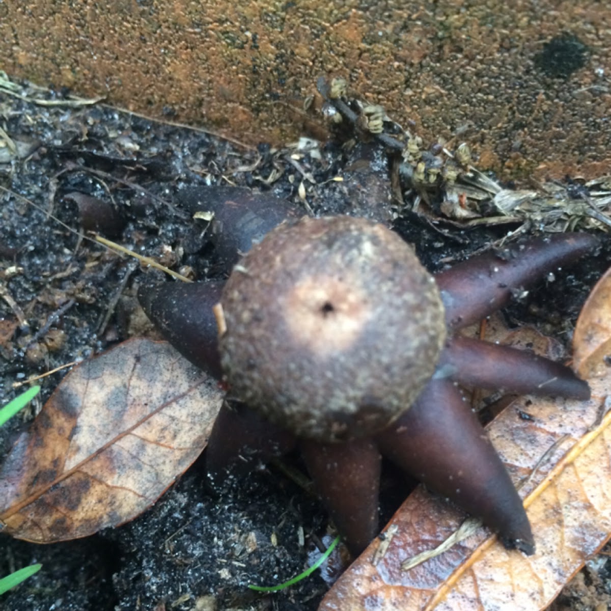 Earthstar