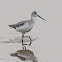 Greenshank