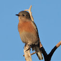 Western bluebird (female)