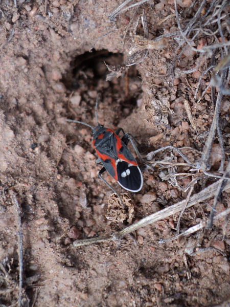 Small Milkweed Bug