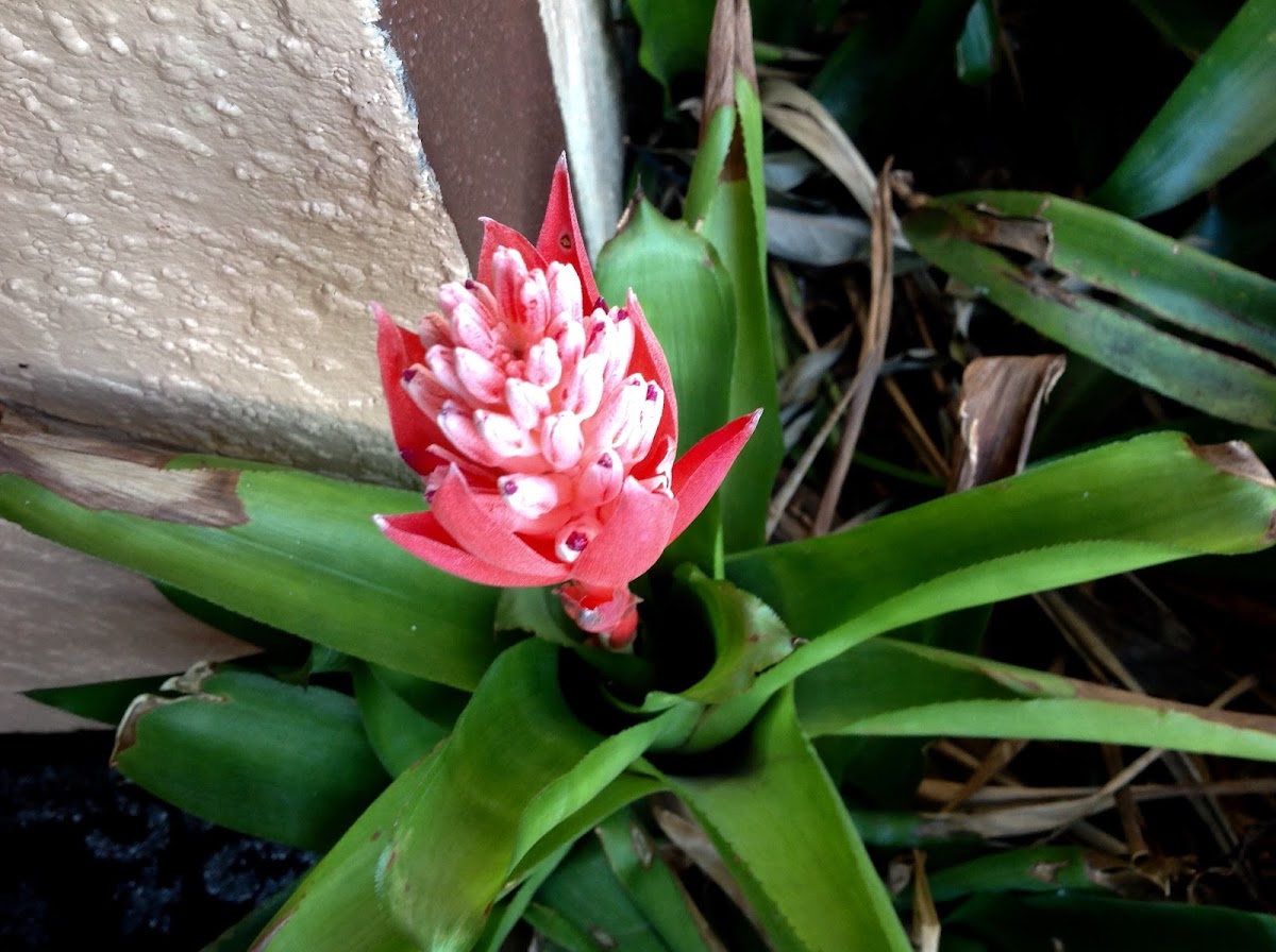 Unknown Spotting ( Red Flower )