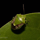 Green Sting Bug