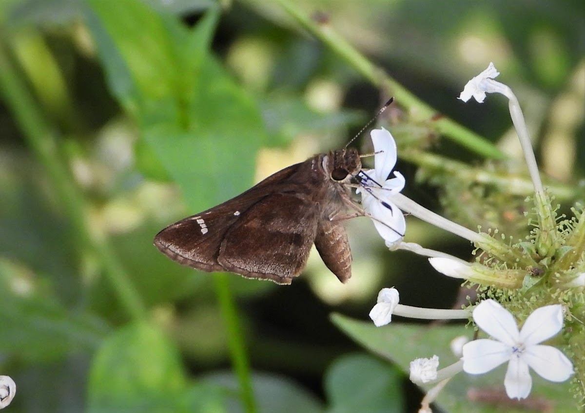 Clouded skipper