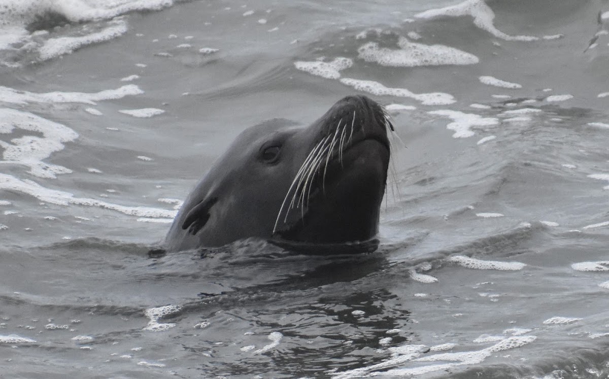 California sea lion